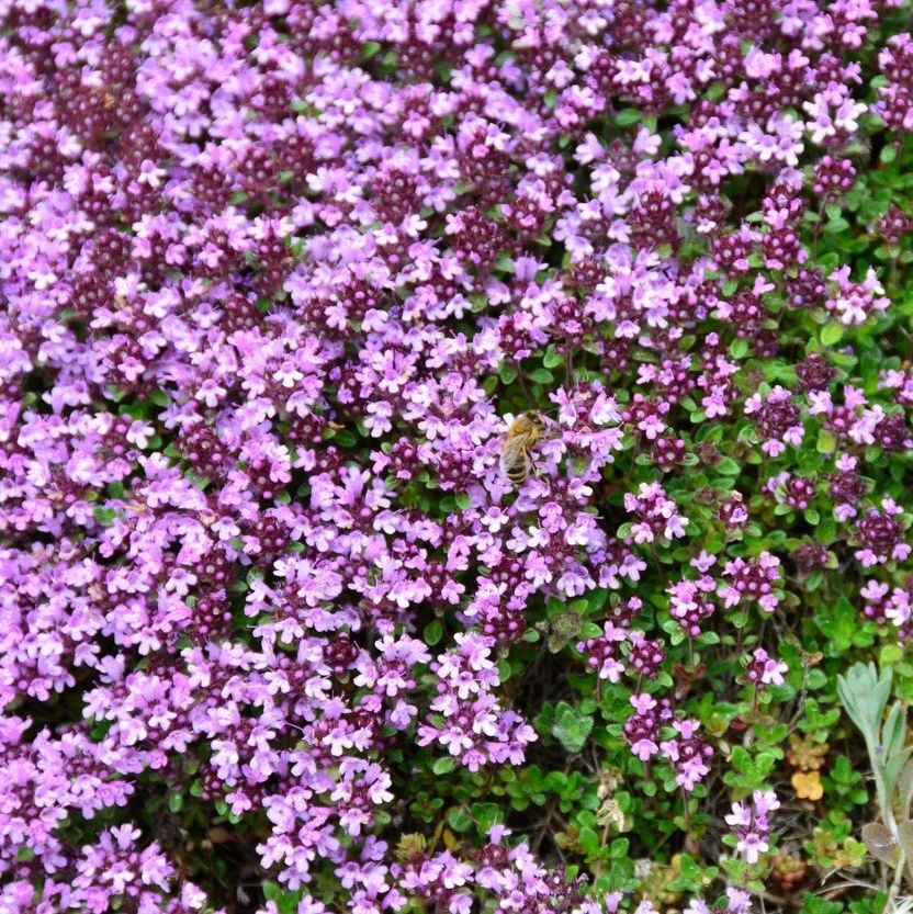 Kruiptijm - Thymus praecox 'Pseudolanuginosus'