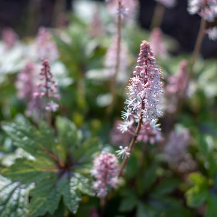 Perzische muts - Tiarella cordifolia 'Pink Skyrocket'
