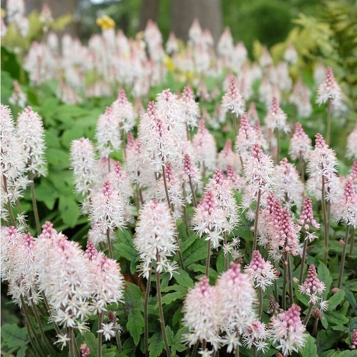 Perzische muts - Tiarella 'Sugar and Spice'