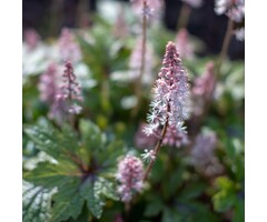 Perzische muts - Tiarella 'Sugar and Spice'
