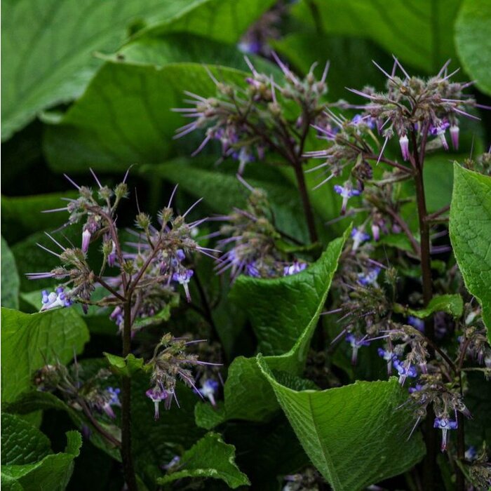 Oriëntaals komkommerkruid - Trachystemon orientalis