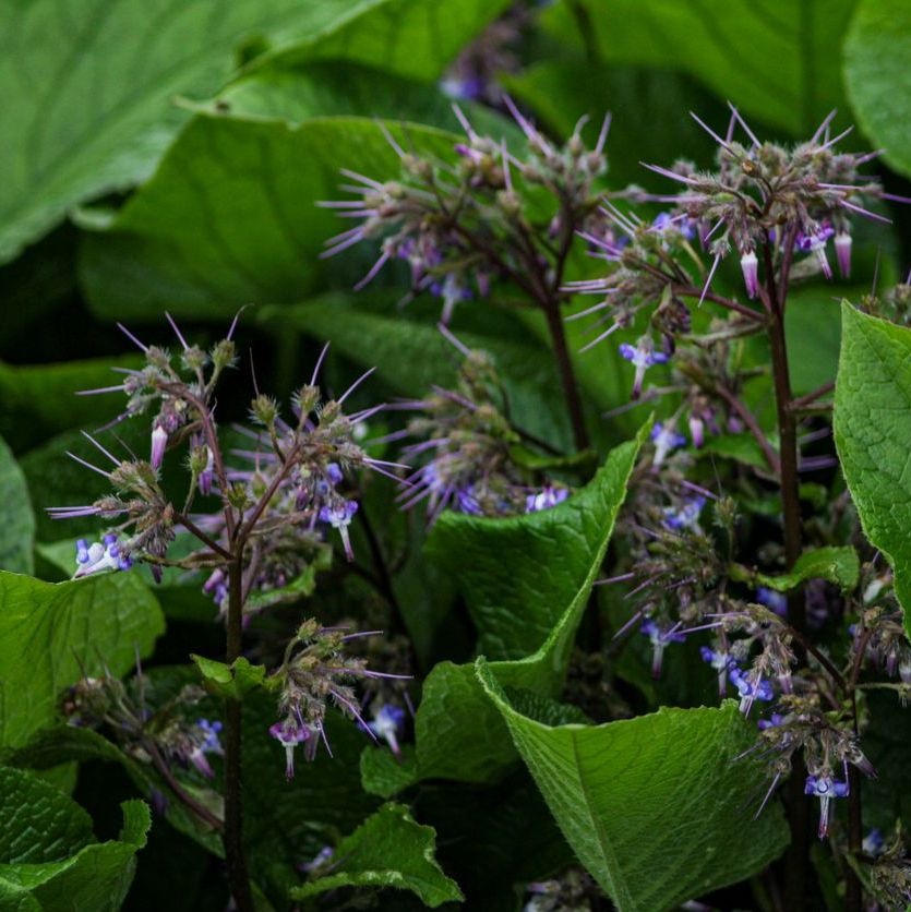 Orintaals komkommerkruid - Trachystemon orientalis