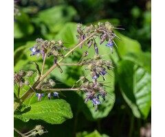 Oriëntaals komkommerkruid - Trachystemon orientalis
