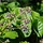 Orintaals komkommerkruid - Trachystemon orientalis