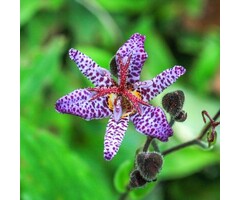 Paddenlelie - Tricyrtis formosana