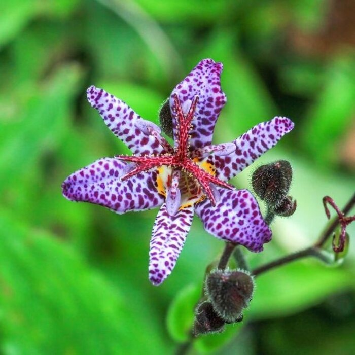Paddenlelie - Tricyrtis formosana
