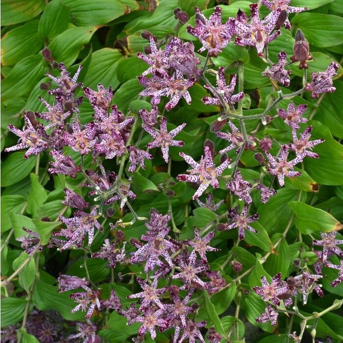 Paddenlelie - Tricyrtis formosana