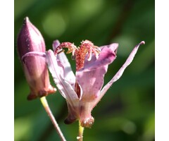 Paddenlelie - Tricyrtis hirta 'Taiwan Adbane'
