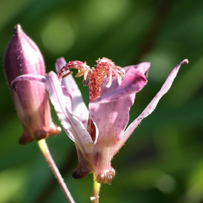 Paddenlelie - Tricyrtis hirta 'Taiwan Adbane'