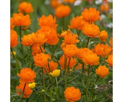 Globebloem - Trollius 'Orange Princess'