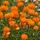 Globebloem - Trollius 'Orange Princess'