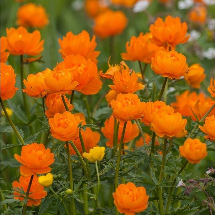 Globebloem - Trollius 'Orange Princess'