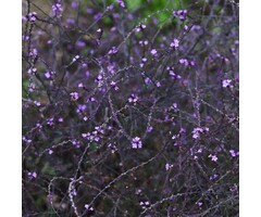 IJzerhard - Verbena officinalis 'Bampton'
