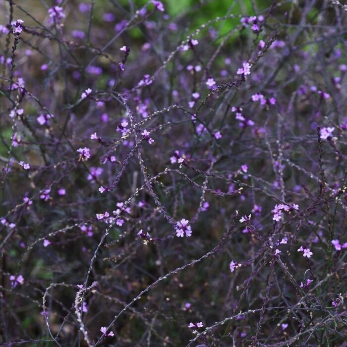 IJzerhard - Verbena officinalis 'Bampton'