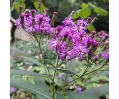 IJzerkruid - Vernonia crinita 'Mammuth'