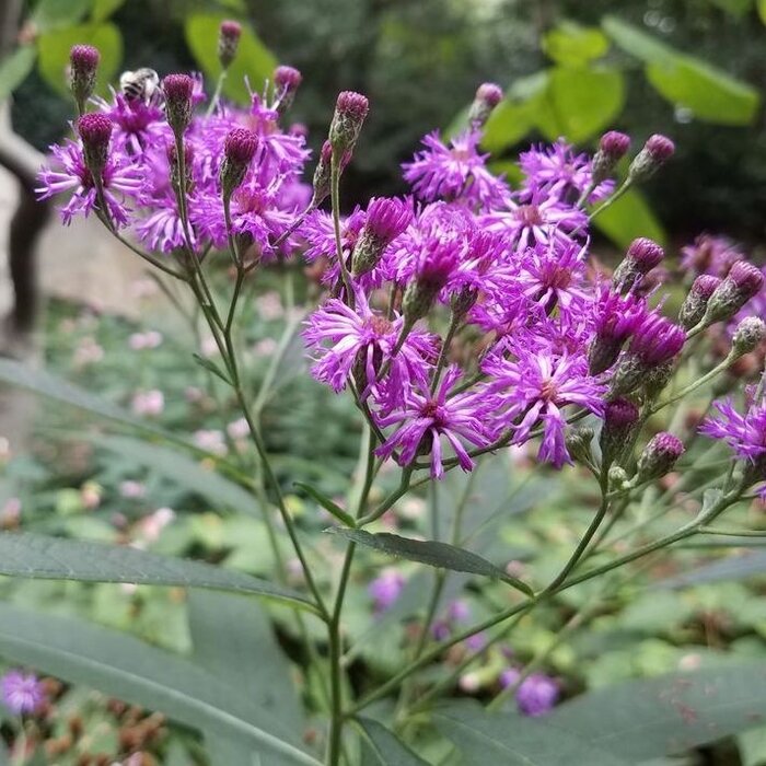 IJzerkruid - Vernonia crinita 'Mammuth'