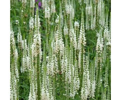 Ereprijs - Veronica longifolia 'Schneeriesin'