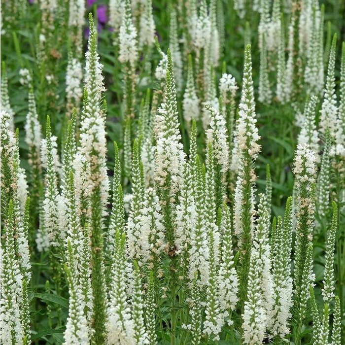 Ereprijs - Veronica longifolia 'Schneeriesin'