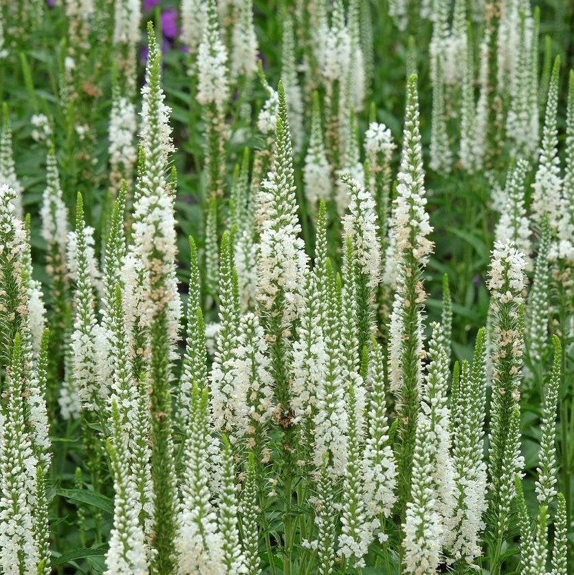 Ereprijs - Veronica longifolia 'Schneeriesin'