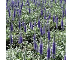 Ereprijs - Veronica spicata incana