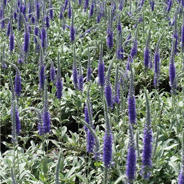Ereprijs - Veronica spicata incana