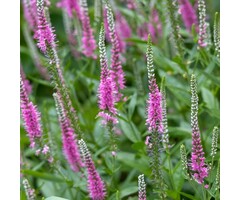 Ereprijs - Veronica spicata 'Anniversary Rose'