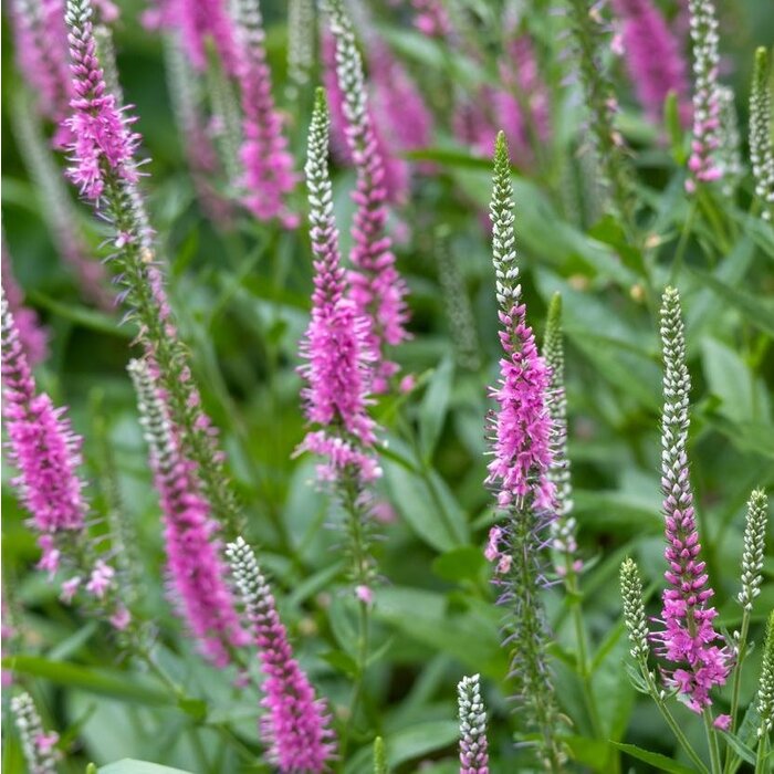Ereprijs - Veronica spicata 'Anniversary Rose'