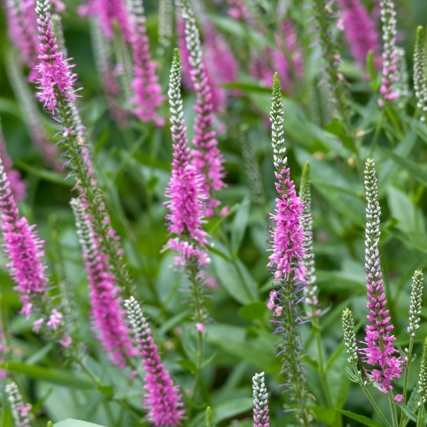 Ereprijs - Veronica spicata 'Anniversary Rose'