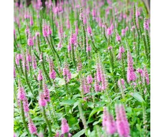 Ereprijs - Veronica spicata 'Heidekind'