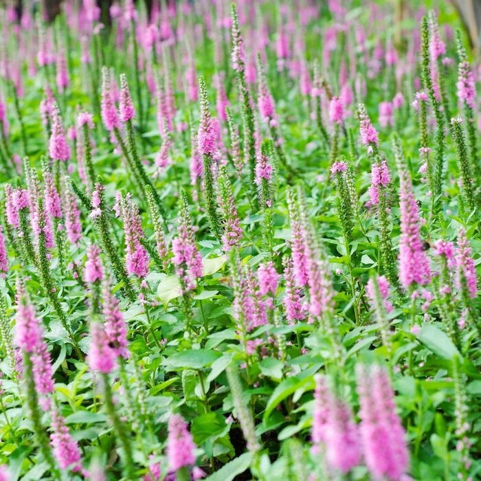 Ereprijs - Veronica spicata 'Heidekind'