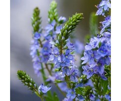 Ereprijs - Veronica 'Sunny Border Blue'