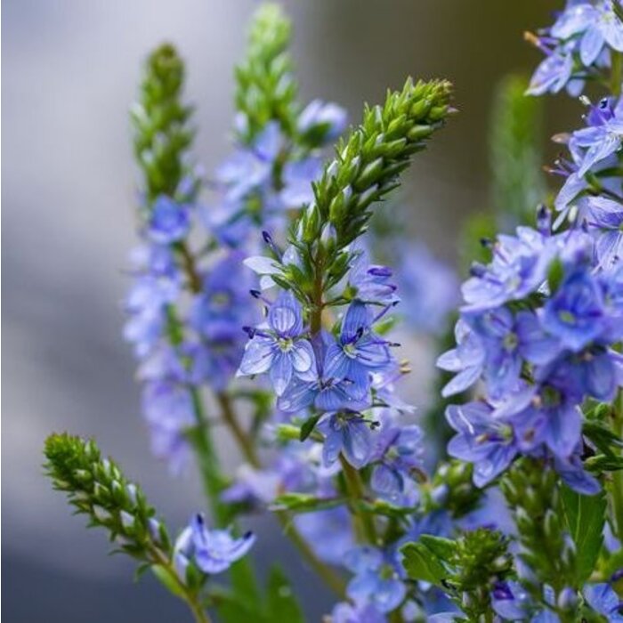 Ereprijs - Veronica 'Sunny Border Blue'