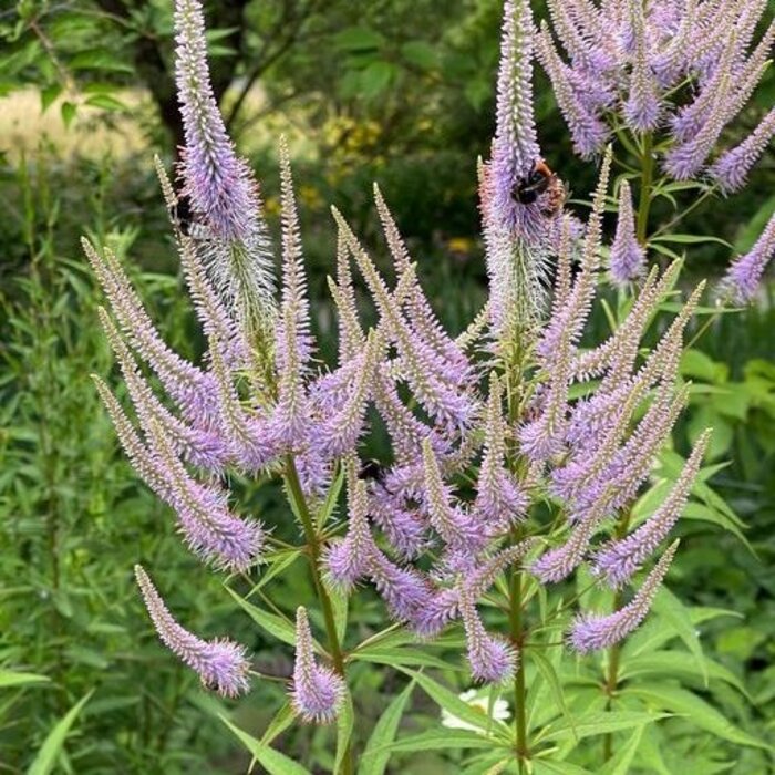 Ereprijs - Veronicastrum virginicum 'Adoration'