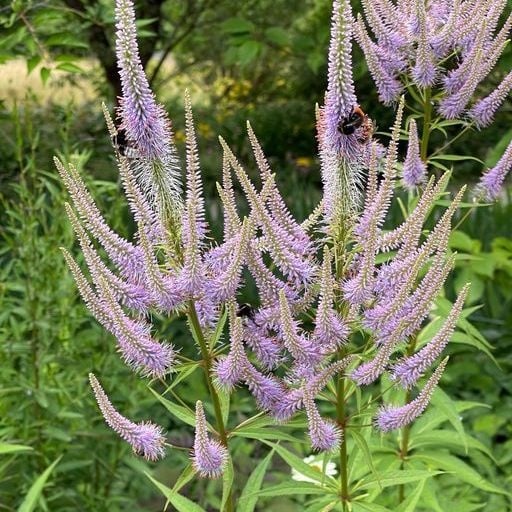 Ereprijs - Veronicastrum virginicum 'Adoration'