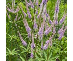 Ereprijs - Veronicastrum virginicum 'Fascination'