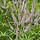 Ereprijs - Veronicastrum virginicum 'Fascination'