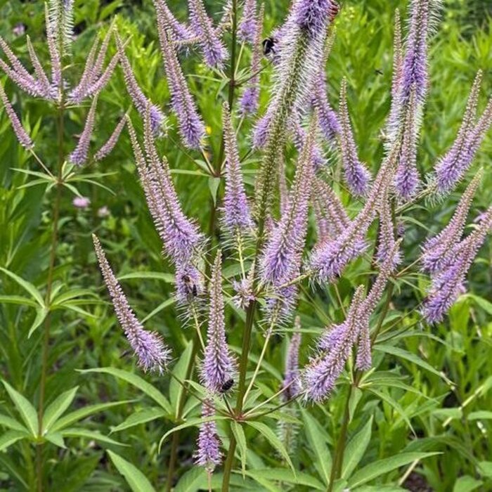 Ereprijs - Veronicastrum virginicum 'Fascination'