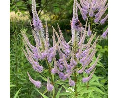 Ereprijs - Veronicastrum virginicum 'Red Arrows'