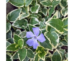 Maagdenpalm - Vinca major 'Variegata'