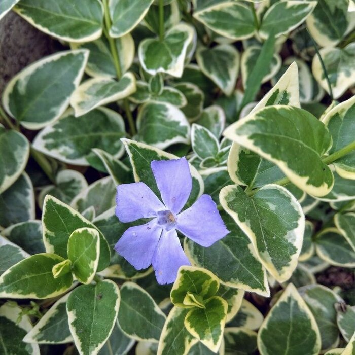 Maagdenpalm - Vinca major 'Variegata'