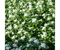 Maagdenpalm - Vinca minor 'Alba'
