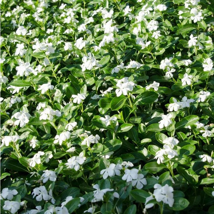 Maagdenpalm - Vinca minor 'Alba'