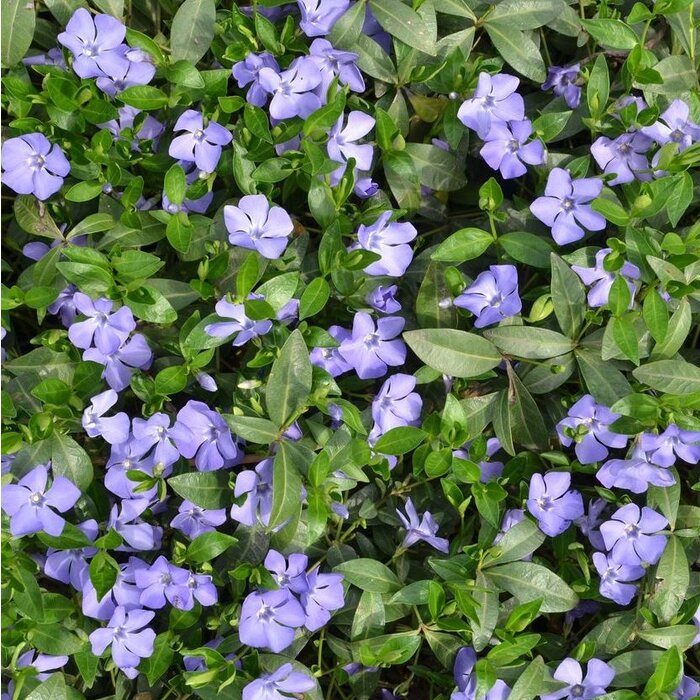 Maagdenpalm - Vinca minor 'La Grave'