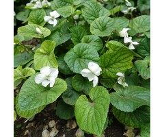 Viooltje - Viola sororia 'Albiflora'