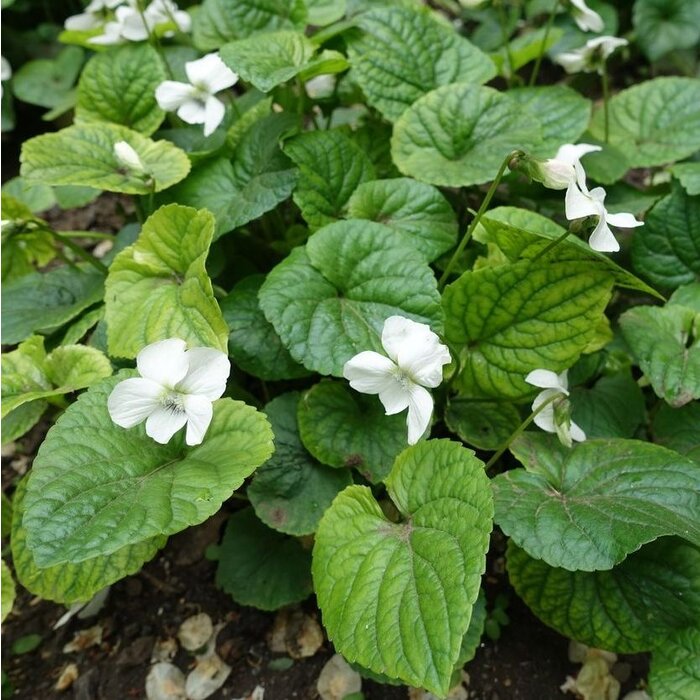 Viooltje - Viola sororia 'Albiflora'