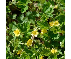 Goudaardbei - Waldsteinia geoides