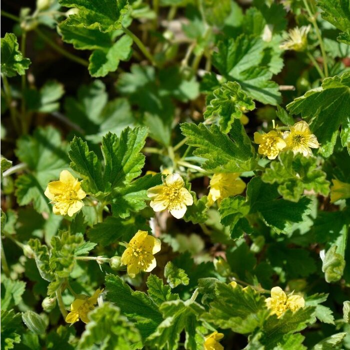 Goudaardbei - Waldsteinia geoides