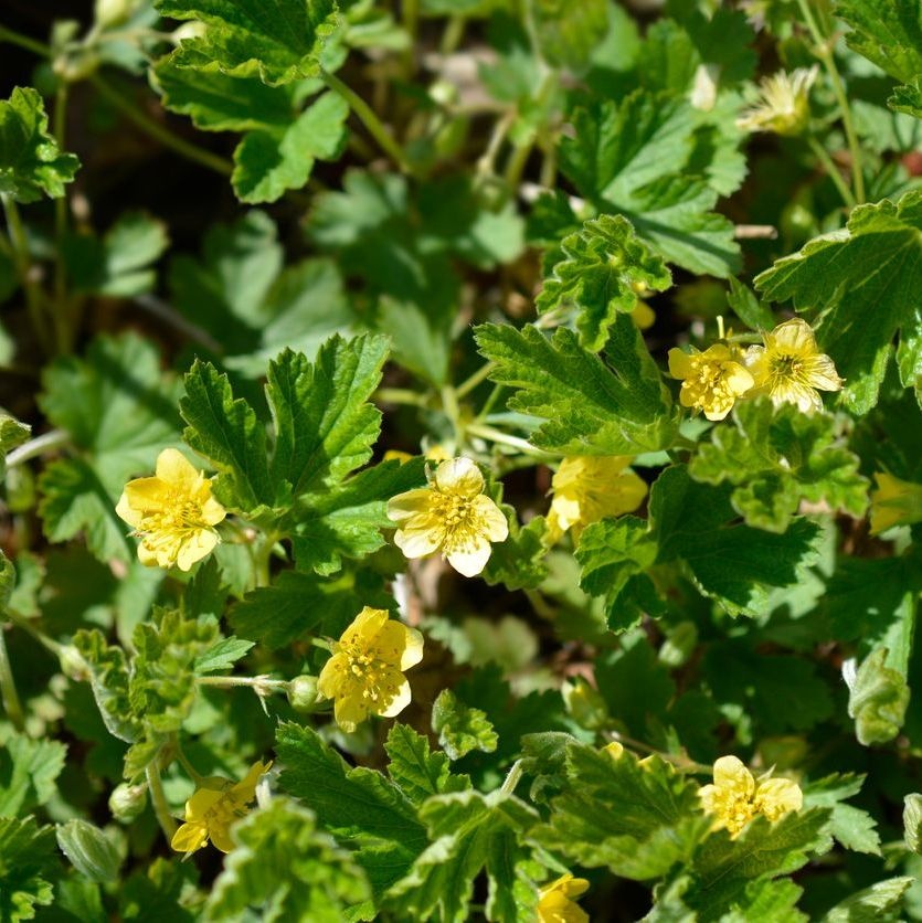 Goudaardbei - Waldsteinia geoides