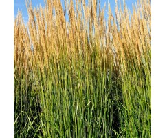 Struisriet - Calamagrostis acutiflora 'Avalanche'