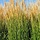 Struisriet - Calamagrostis acutiflora 'Avalanche'